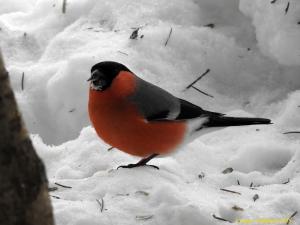 Punatulkku  Kiikeli  26.2.2018 Seppo Mäkitalo